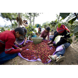 Guatemala Antigua