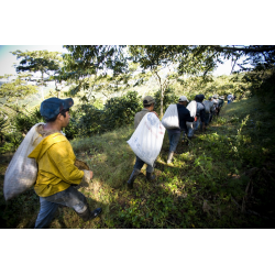 Honduras High Grown Organic*